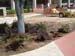 landscaping 005